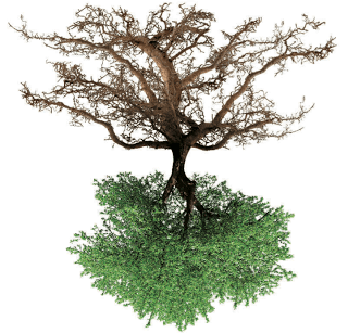 la memoria_memoria_radici dell'albero