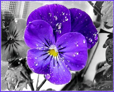 513544_RTS3IJ8FRCB1W531Y51S3QKNM22U4I_viola_H232430_L