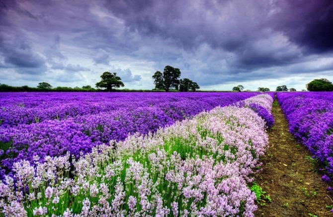 lavanda