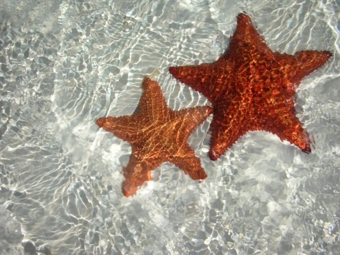 Stellemarine