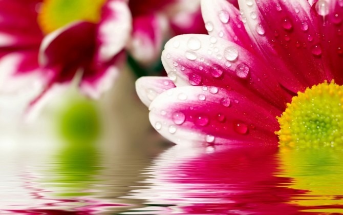 fiori-acqua2