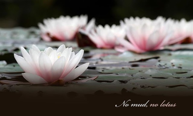 lotus