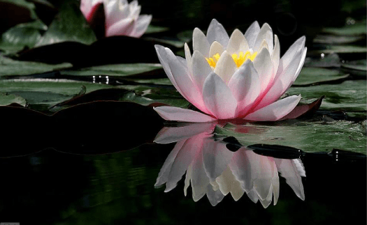 come un fiore di Loto