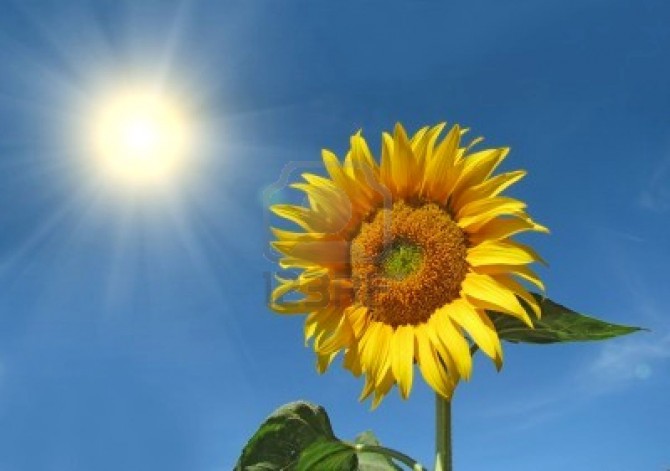 7349869-bel-giallo-girasole-al-sole-contro-il-cielo-blu