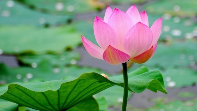 Magico fiore di loto