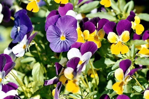viola-del-pensiero