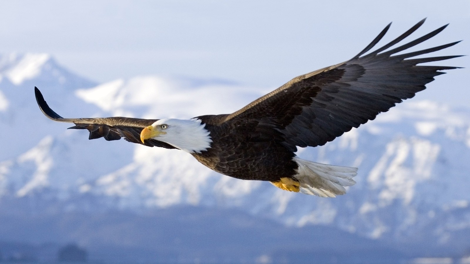 Aquila