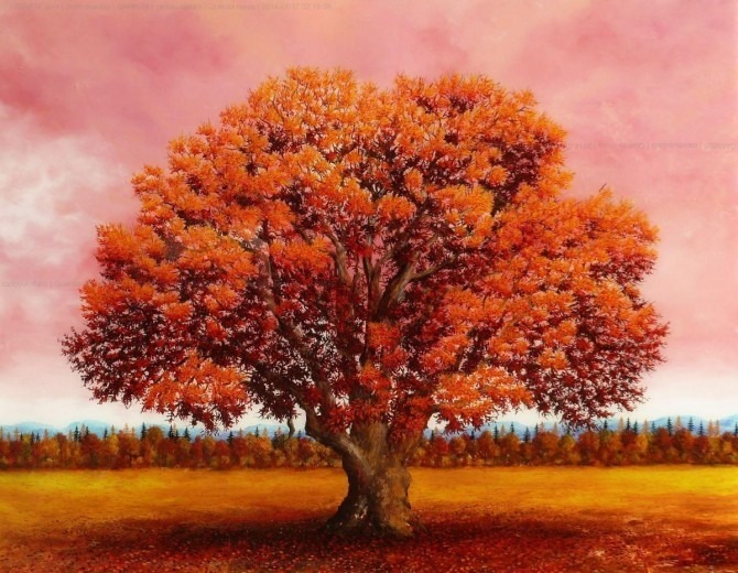 quercia rossa